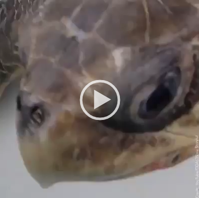 Plastic straw removed from turtle’s nose by marine biologists