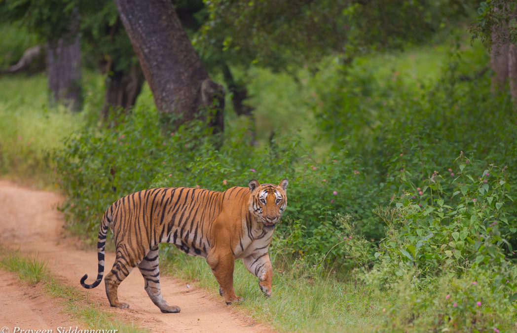 Bandipur’s celebrity tiger Prince is dead