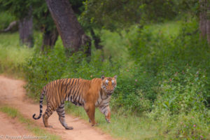 Tiger_Bandipur_Habitat