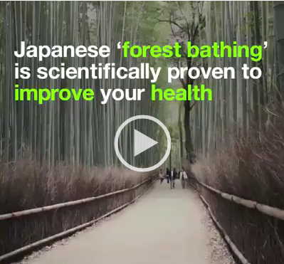 Forest Bathing – Japan