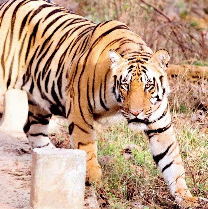 Alive and roaring! Missing tiger Bali spotted in Pench