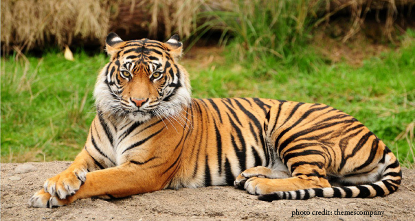 no-rights-in-critical-tiger-habitats-adventure-wildlife-magazine