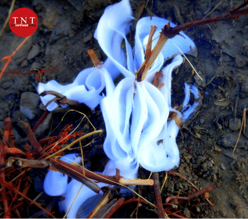 One of the rarest sights- Ice flower or frost flower en route to Kargil!
