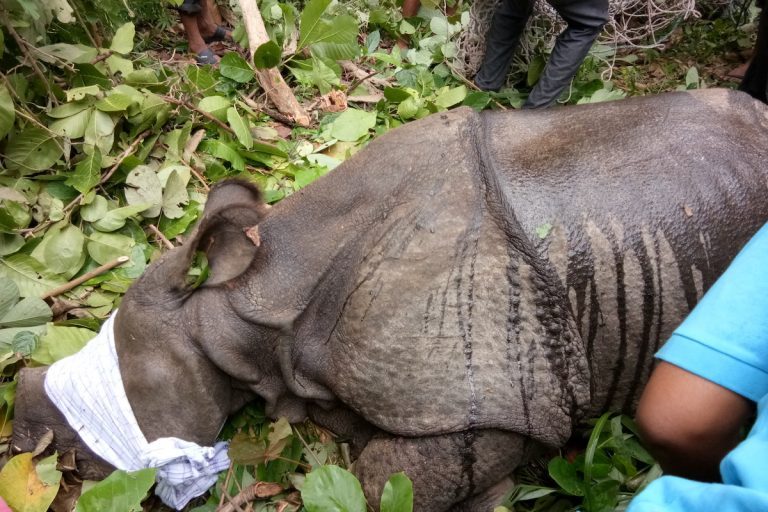 rescued-rhino-courtesy-of-Valmiki-Tiger-Reserve