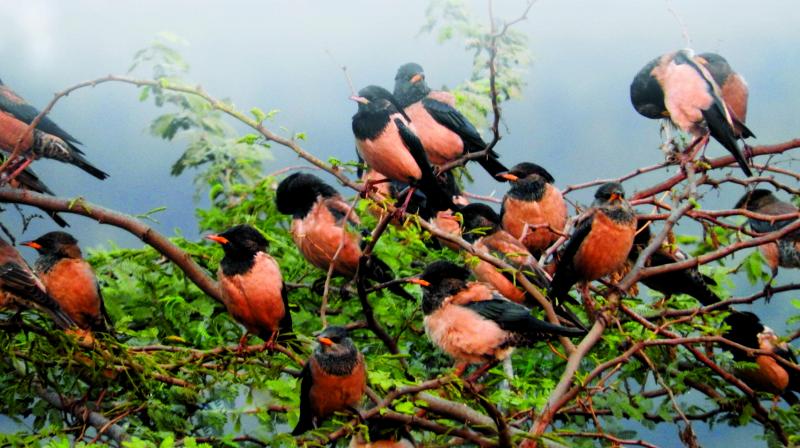 Flock of Rosy starlings