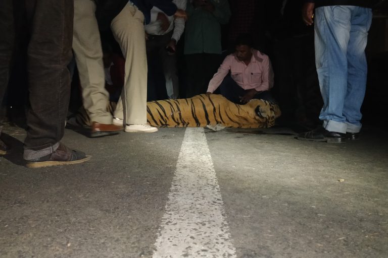 A male tiger was hit and killed