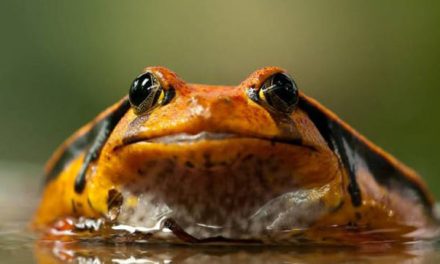 World Wildlife Fund inaugurates frog exhibition in Delhi