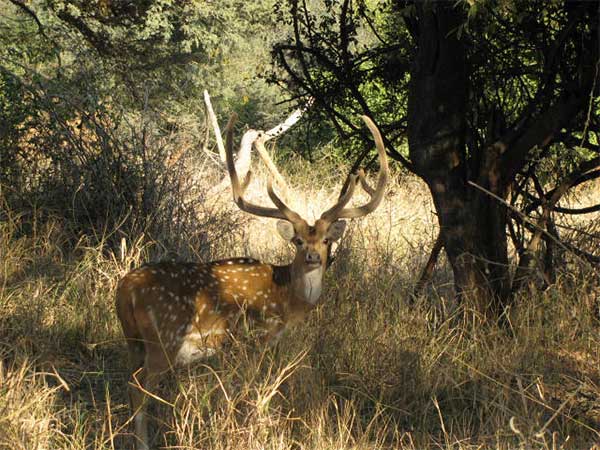 Kumbhalgarh wildlife