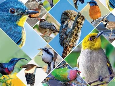 Tweet-tweet! 309 species of birds found in mana Telangana! - Adventure &  Wildlife Magazine