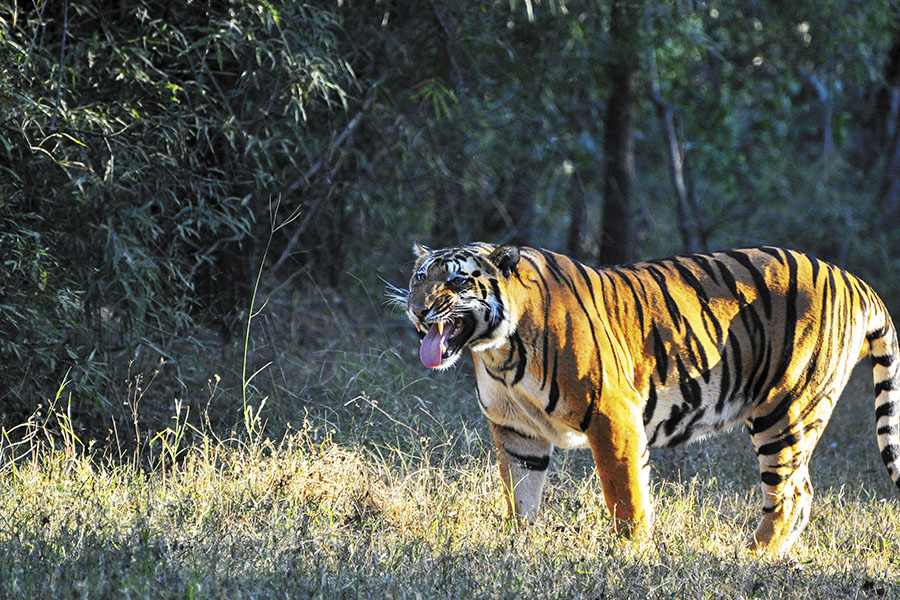 Forest personnel leave for Madhya Pradesh to study tiger behaviour -  Adventure & Wildlife Magazine