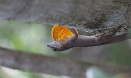 Climate change threatens one of the world’s most resilient lizards