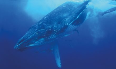 Diving Into the Blues