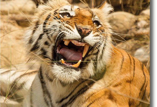 Sharmilee – The Queen Of Bijrani Zone, Corbett National park