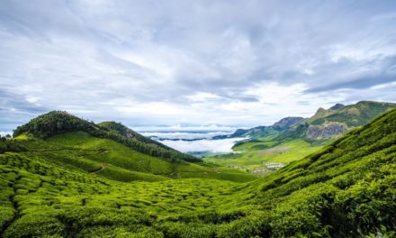 Amidst the tea plantations,above the clouds