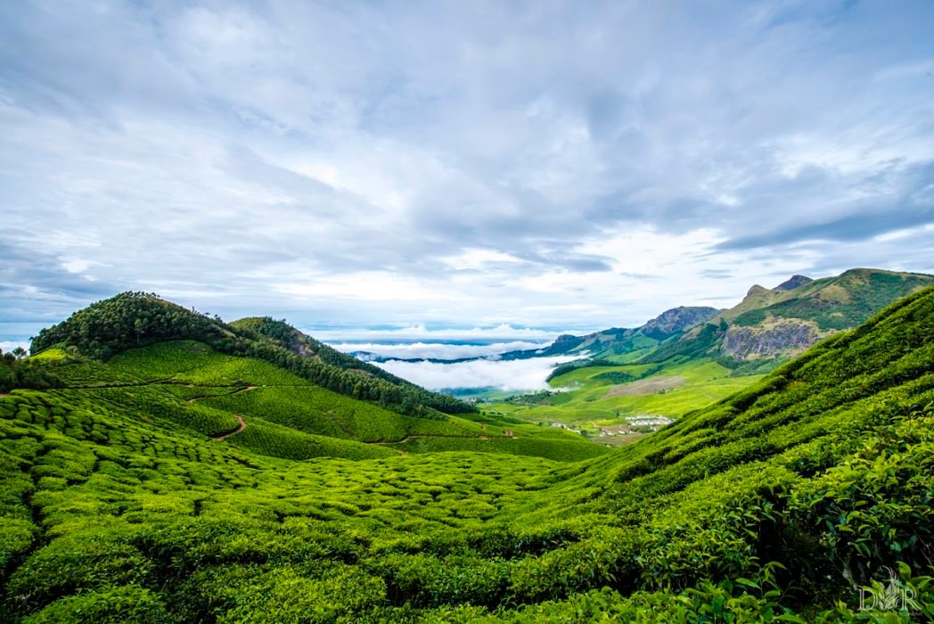 Amidst the tea plantations,above the clouds