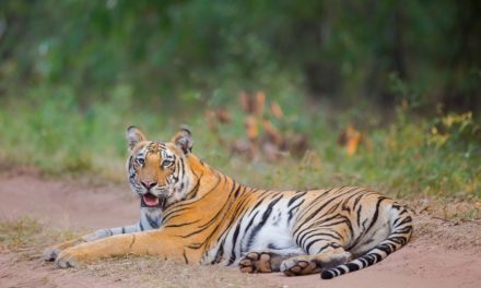 6 tiger reserves worth Rs 1.5 lakh crore, says valuation study