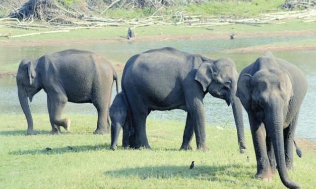 Elephant census from May 17, focus on conflict areas