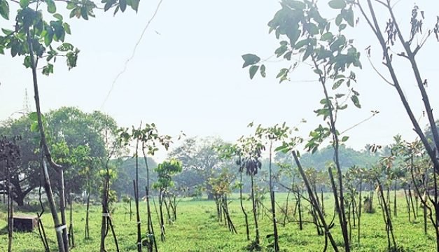 Uttar Pradesh government to plant 6 crore saplings on World Environment Day