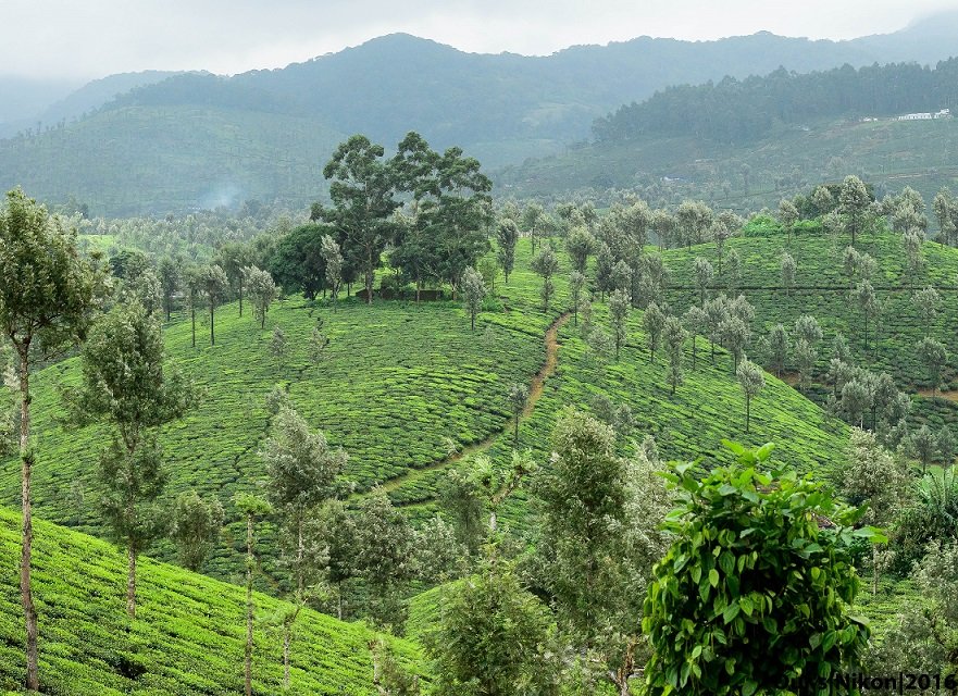 A sojourn to Valparai! The Ghat Section, I adore !!