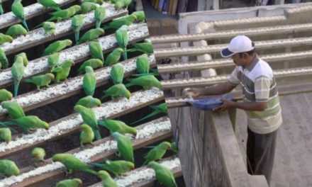 The Birdman of Chennai