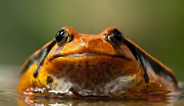 World Wildlife Fund inaugurates frog exhibition in Delhi