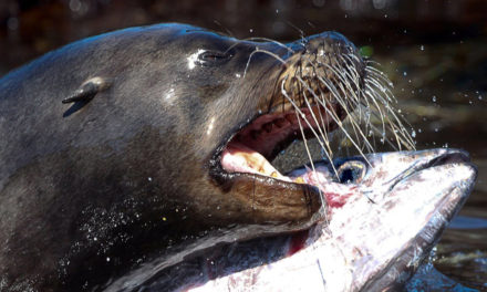 Sea lions unique adaptation in Galapagos coast