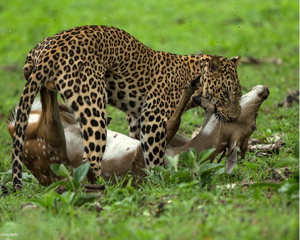 A Kill in the Kabini!