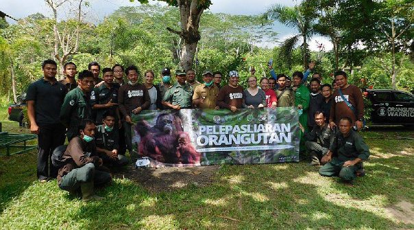 Orangutan Rehabilitation at Samboja Lestari Orangutan Project