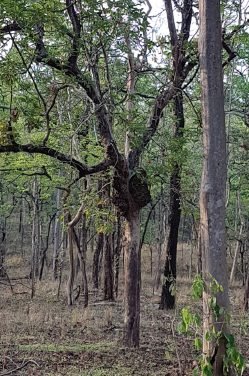 Pench – The Land of Mowgli, Revisited