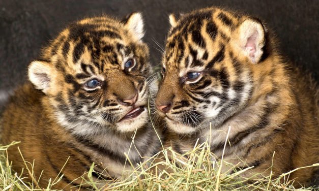 Not a problem animal, yet 8-yr-old tigress, 4 cubs to be tranquillized and relocated