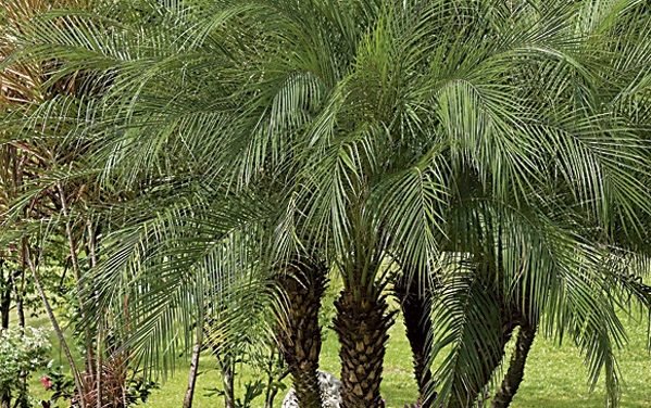 Growing Oil Palm Threat to India’s Biodiversity