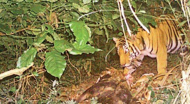 Tiger reserves in Telangana receive raw deal in proposed Eco-Sensitive Zones