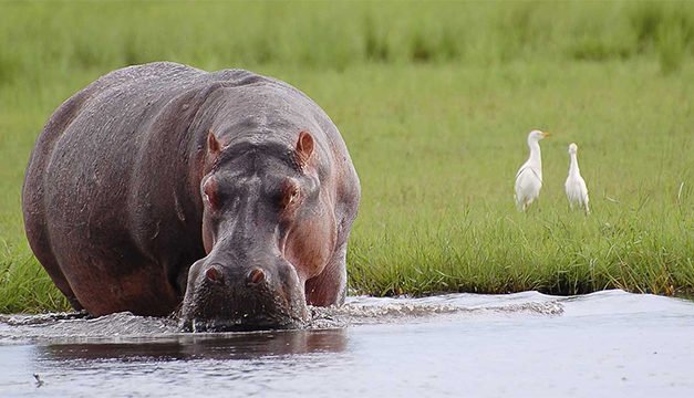 Safari Adventures With Vantage Travel