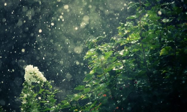 Rain brings relief to agencies battling forest fires in U’khand