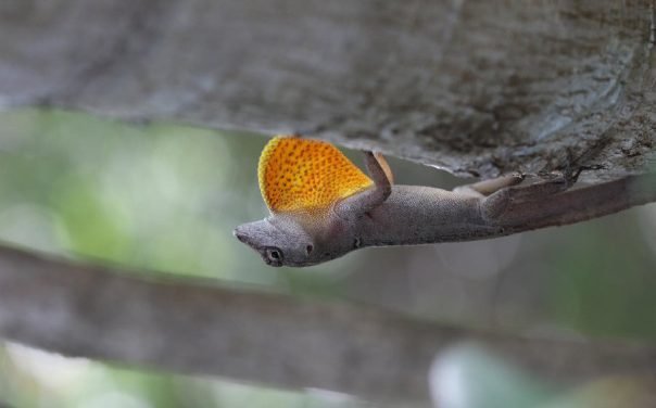 Climate change threatens one of the world’s most resilient lizards