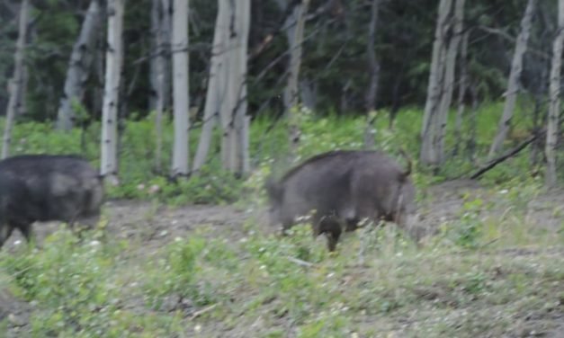 Wild boars on the lam in Yukon subdivision
