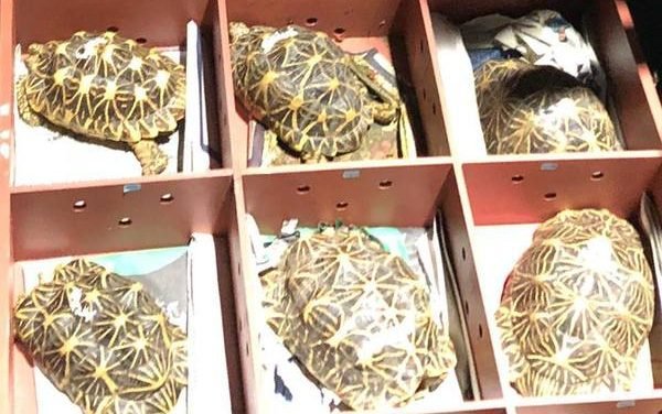 51 rescued Indian Star tortoises brought back from Singapore