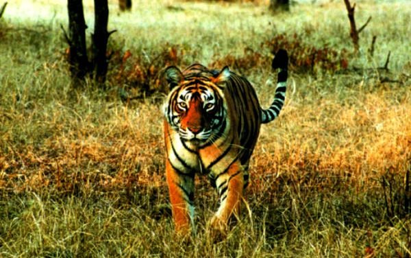 Human-animal conflict: 89% of dwellers are willing to move out from protected forest areas.