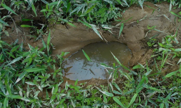 Why Frogs Love to Lay Their Eggs in Elephant Footprints