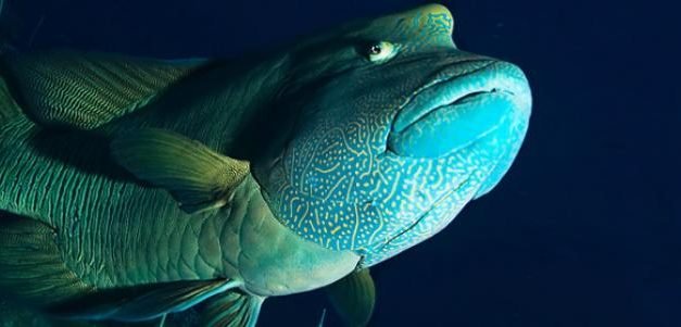 Humphead Wrasse- The endangered one