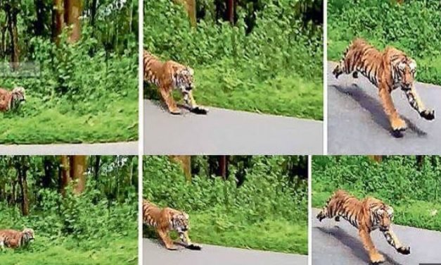 TIGER CHASES TWO FOREST OFFICIALS RIDING ON BIKE IN KERALA WILDLIFE SANCTUARY