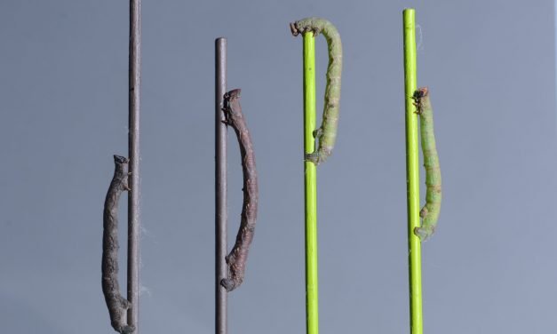 Caterpillars Can ‘See’ Colors With Their Skin