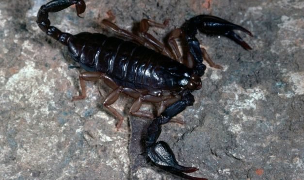 Man tries to smuggle 200 live scorpions from Sri Lanka