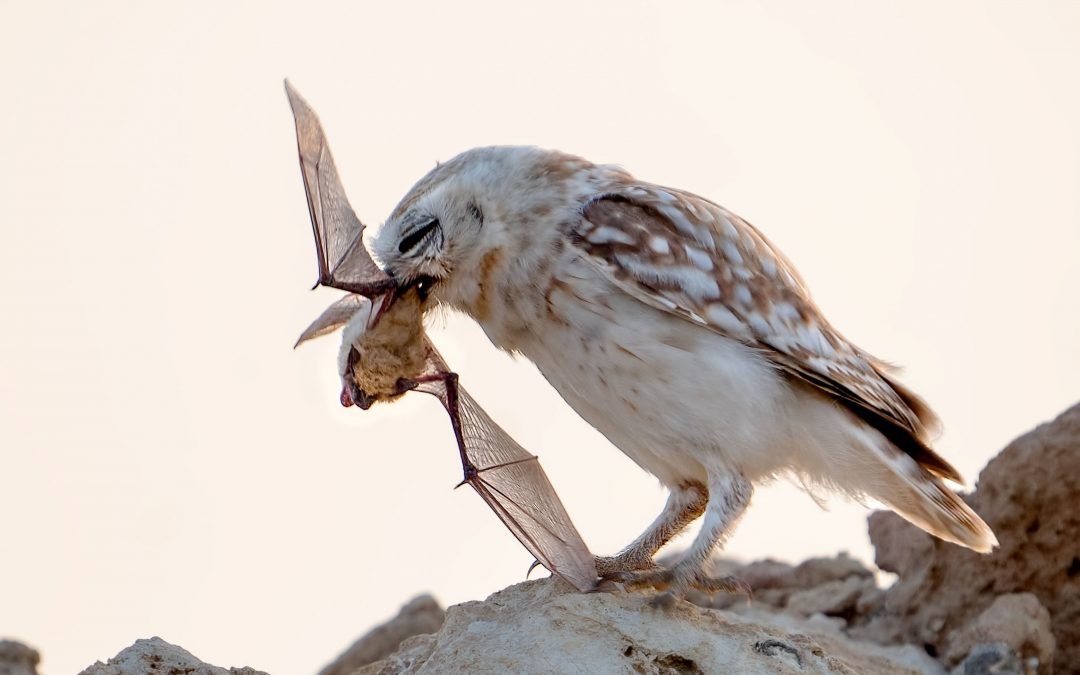 Owls Matters for our Farmers and Environment